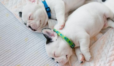 comfy mattress