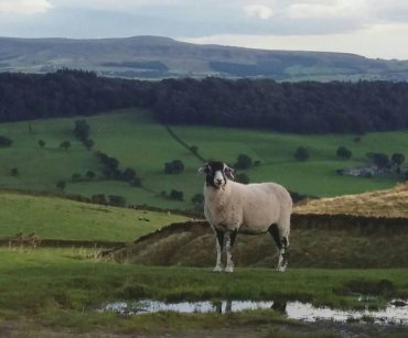 Wool - Sheep on Pendle Hill